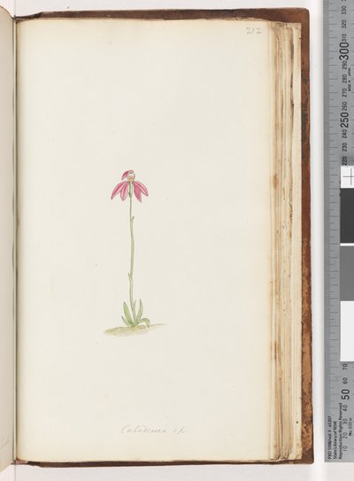 Pagina 212. Caladenia sp da Unknown artist
