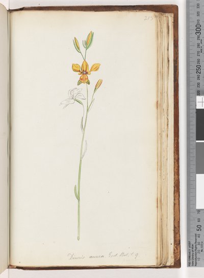Pagina 213. Diuris aurea. Exot. Bot. t. 9. Orchidea d