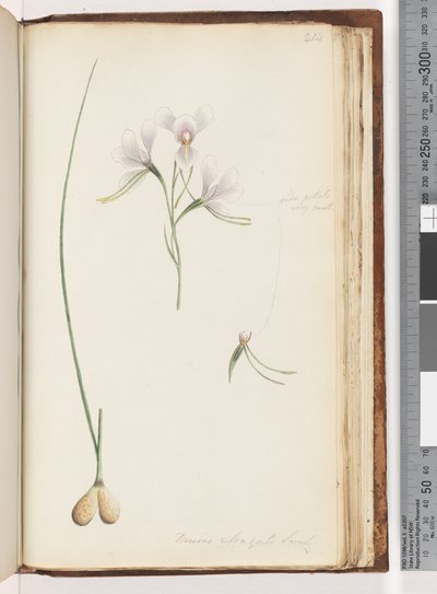 Pagina 214. Diuris elongata Saracty? Orchidea asino viola da Unknown