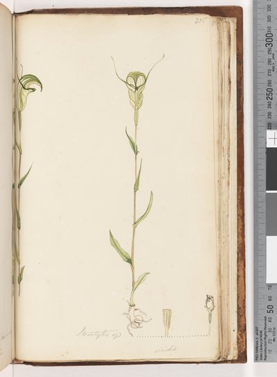 Pagina 215. Pterostylis op / viridis da Unknown artist