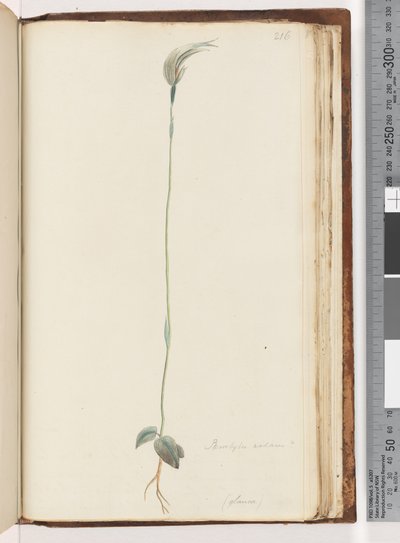 Pagina 216. Pterostylis nutans? da Unknown artist