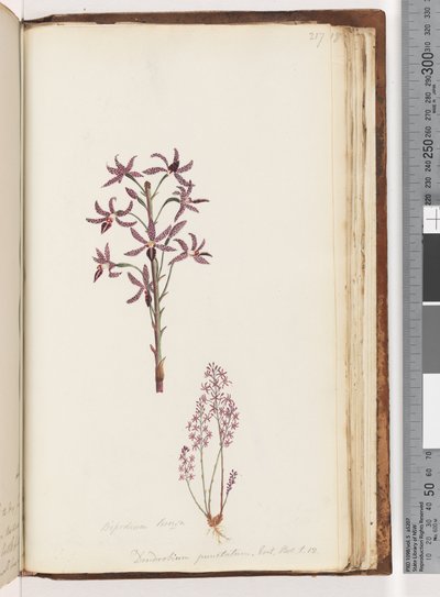 Pagina 217. Dipodium Brown / Dendrobium punctatum. Exot. Bot. t. 12. Orchidea Giacinto da Unknown artist