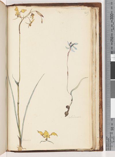 Pagina 219. Caladenia / Diuris due piante da Unknown artist