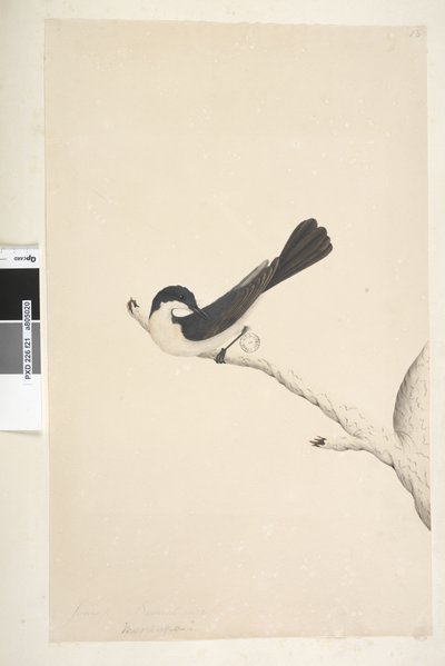 Pagina 21. Myragra inquieta Seisura inquieta, 1791-92 da Unknown artist