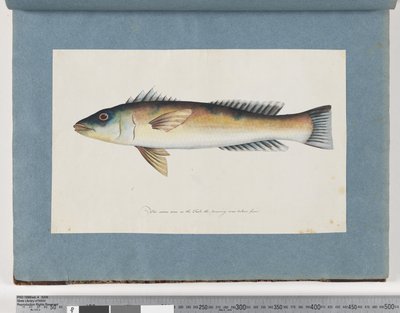 Pesce non identificato da Unknown artist