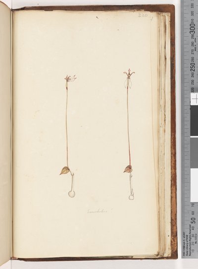 Pagina 220. Enochelus? da Unknown