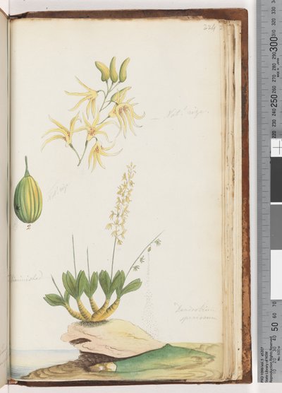 Pagina 224. Dendrobium speciosum / Orchidea di roccia da Unknown artist