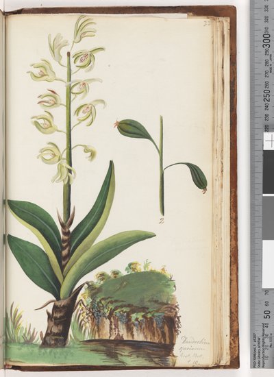 Pagina 225. Dendrobium speciosum Exot. Bot. t. 10 da Unknown artist