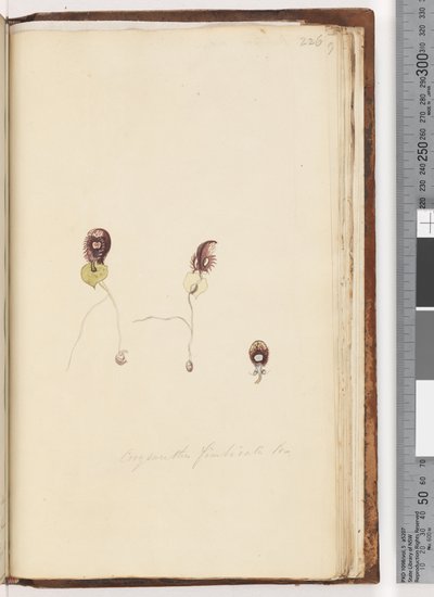 Pagina 226. Corysanthes fimbriata Br / Orchidea elmetto frangiato da Unknown artist