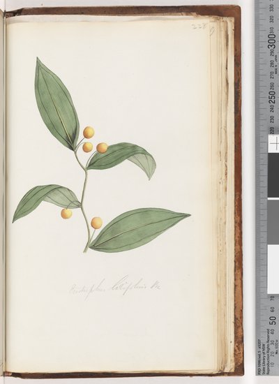 Pagina 228. Eustrephus latifolius da Unknown artist