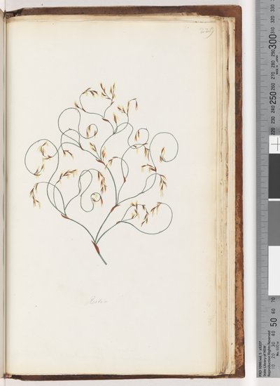 Pagina 229. Restio da Unknown artist