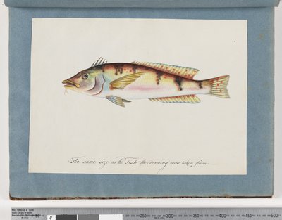 Pagina 22. Pesce non identificato da Unknown artist