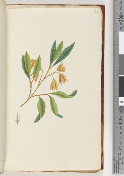 Pagina 22. Pianta non identificata da Unknown artist