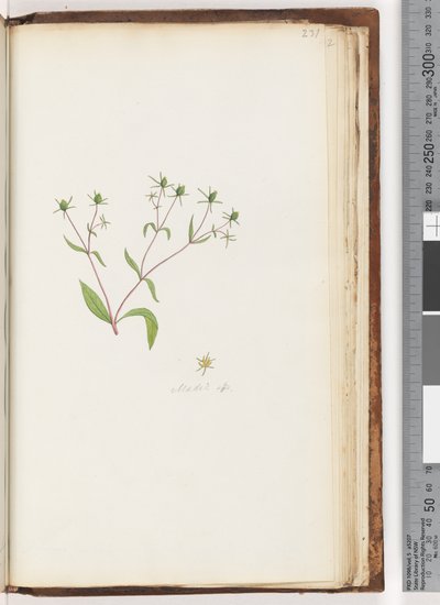 Pagina 231. Madia sp da Unknown artist