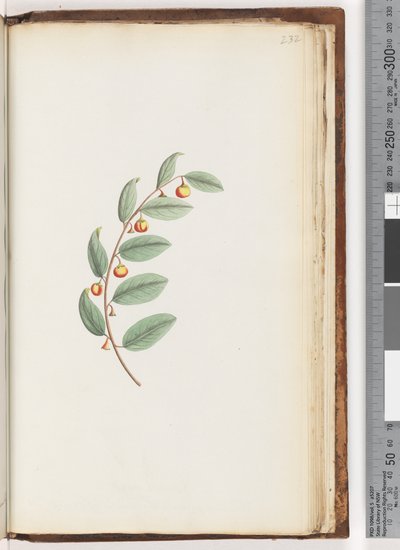 Pagina 232. Pianta non identificata da Unknown artist