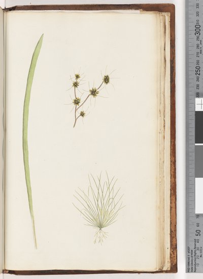 Pagina 234a. 1/4 Pianta non identificata da Unknown artist