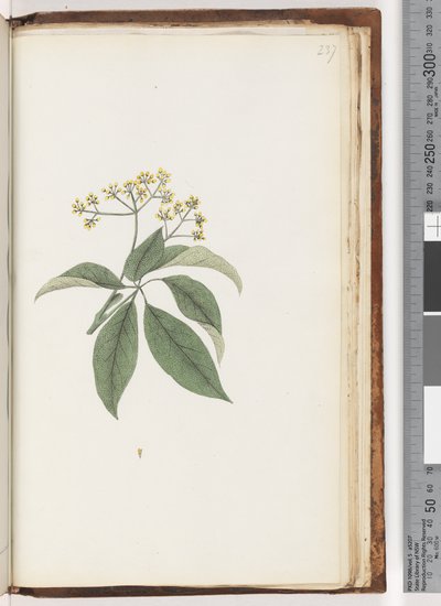 Pagina 237. Pianta non identificata da Unknown artist