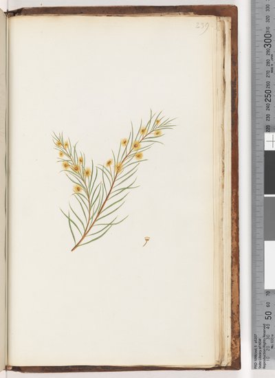 Pagina 239. Pianta non identificata da Unknown artist