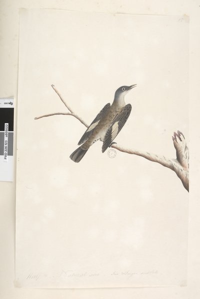 Pagina 23. Maggio, dimensione naturale, iride e lingua dubbia. Rampichino marrone Climacterus picumnus, 1791-92 da Unknown artist