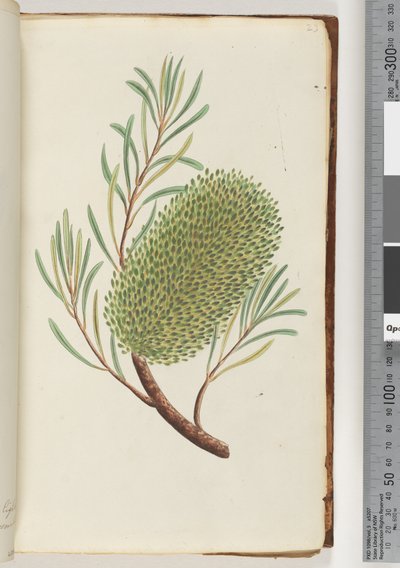 Pagina 23. Pianta fiorita senza nome da Unknown artist