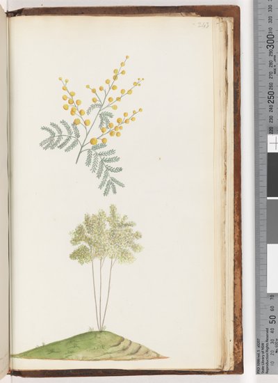 Pagina 243. Pianta fiorita senza nome da Unknown artist