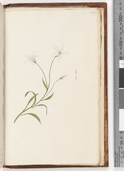 Pagina 247. Pianta non identificata da Unknown artist