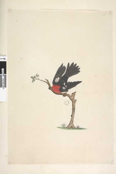 Pagina 24. Dimensione naturale Pettirosso scarlatto Petroica multicolor, maschio, Isola Norfolk, 1791-92 da Unknown artist