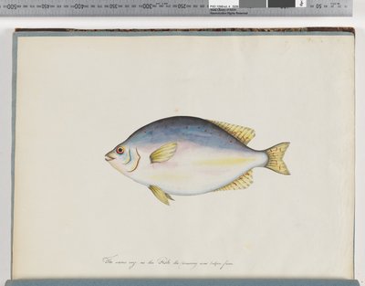 Pagina 24. Pesce non identificato da Unknown artist