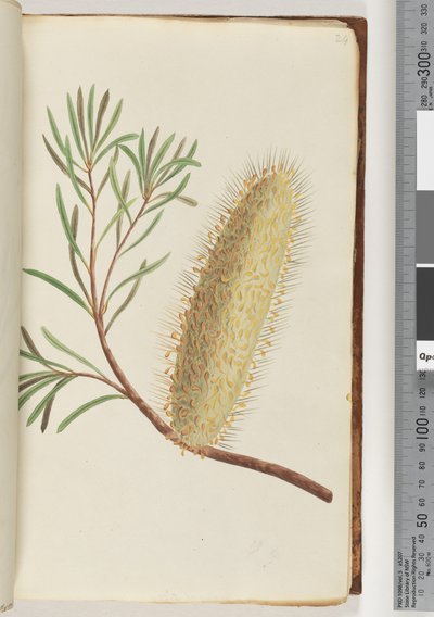 Pagina 24. Pianta da fiore senza nome da Unknown artist