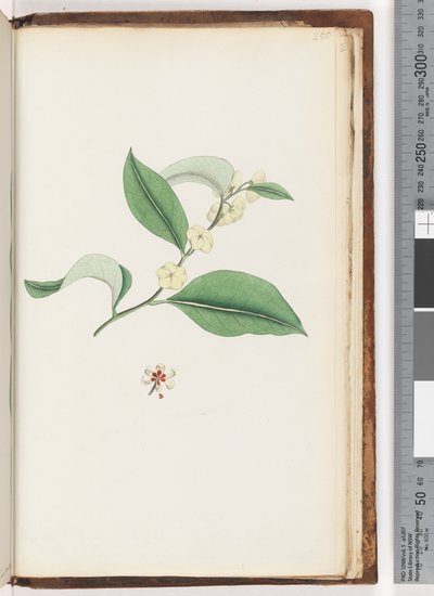 Pagina 250. Albero senza nome da Unknown artist