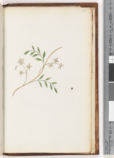 Pagina 251. Pianta non identificata da Unknown artist