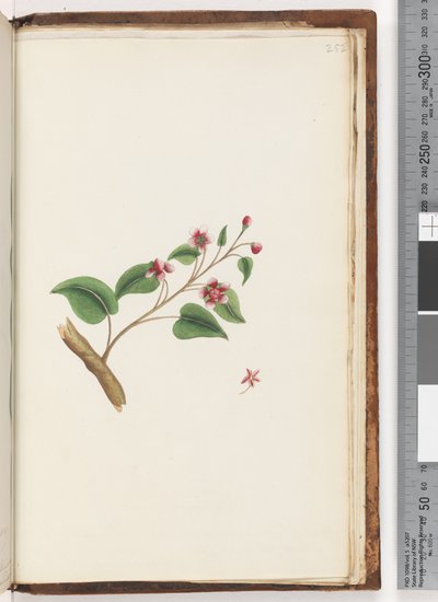 Pagina 252. Pianta non identificata da Unknown artist