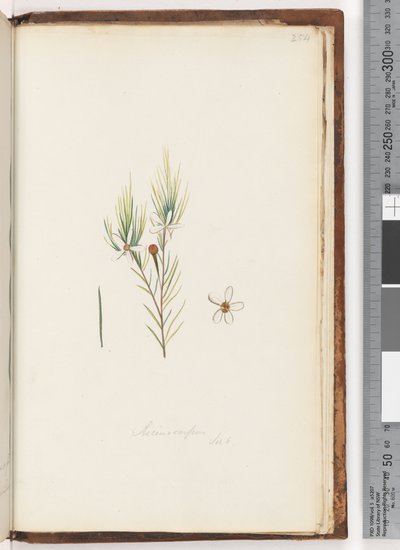 Pagina 254. Ricinocarpus da Unknown artist