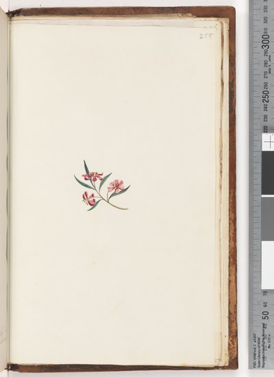 Pagina 255. Pianta non identificata da Unknown artist