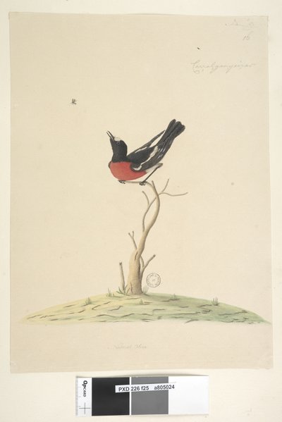 Pagina 25. Petroica multicolor, maschio, N.S.W., 1791-92 da Unknown artist