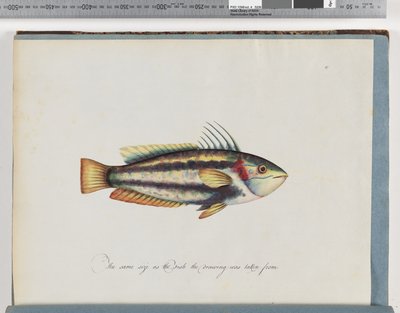 Pagina 25. Pesce non identificato da Unknown artist