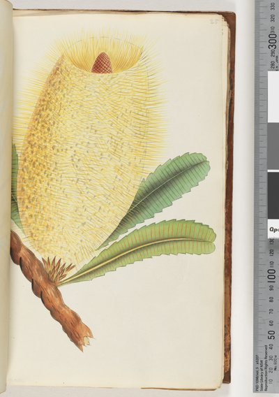 Pagina 25. Pianta non identificata da Unknown artist