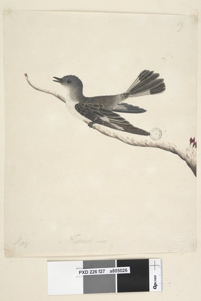 Pagina 27. Maggio. Pettirosso incappucciato, femmina Melanodryas cucullata da Unknown artist