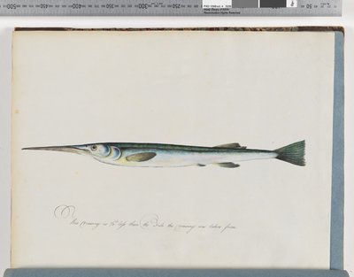 Pagina 27. Pesce non identificato da Unknown artist