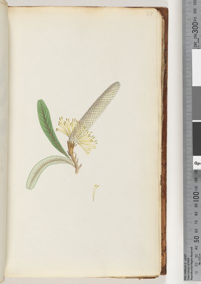 Pagina 28. Pianta fiorita, "una rampicante" da Unknown artist