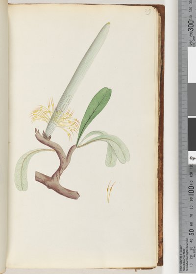 Pagina 29. Banksia costiera da Unknown artist