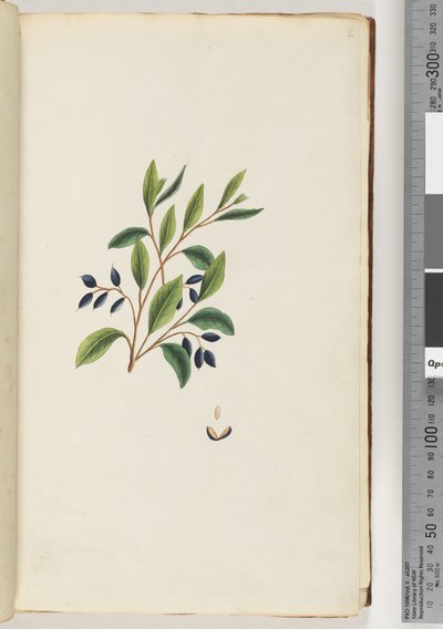 Pagina 2. Pianta non identificata da Unknown artist