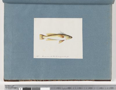 Pagina 30. Pesce non identificato da Unknown artist
