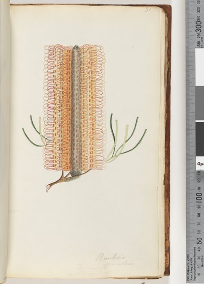 Banksia spinulosa / Banksia a forcina da Unknown artist