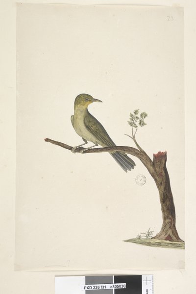 Pagina 31. Zosterops tenuirostris, 1791-92 da Unknown artist