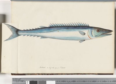 Pagina 32. Barracouta da Unknown artist
