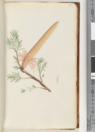 Pagina 32. Pianta, Banksia ericifolia da Unknown artist