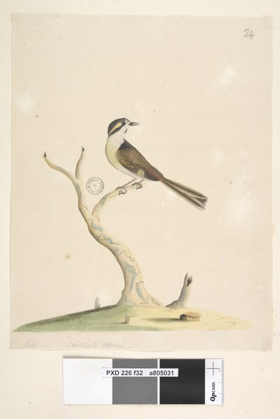 Pagina 32. Non identificato luglio, dimensione naturale. Per note sui tentativi di identificare questo uccello vedi Hindwood, K. A. Le pitture di uccelli di Sydney in The Australian Zoologist, v.XIII, parte 2, agosto, 1965, p. 86 da Unknown artist
