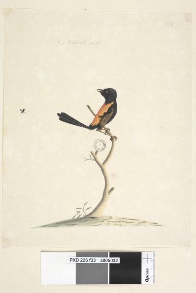 Pagina 33. Dimensione naturale. Scricciolo dal dorso rosso Malurus melanocephalus maschio, 1791-92 da Unknown artist