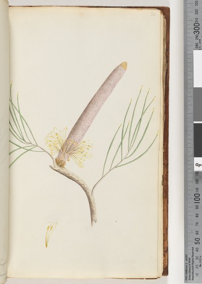 Pagina 34. Una Banksia da Unknown artist